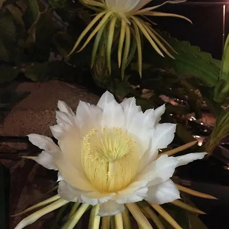 Appartement Sunrise -